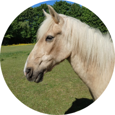 Pony-ESPRIT