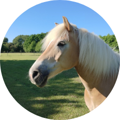 Pony-Maxi
